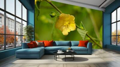 Light yellow color flower of flannel weed or Sida cordifolia Wall mural