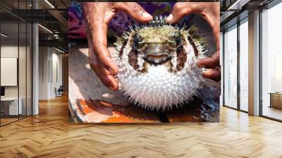 puffer fish on fisherman hand wish self protection. Wall mural