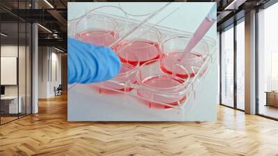 Scientist handling 6-well plate in cell culture experiment Wall mural