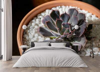 Echeveria Shaviana hybrid succulent close up with decorated white stone in terracota pot Wall mural