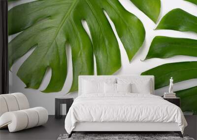 Monstera Borsigiana leaf close up with isolated white background. Two Monstera Borsigiana leaf Wall mural