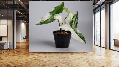 Syngonium Albo in isolated white background. Syngonium podophyllum 'Albo' is a cultivar from the Araceae family Wall mural