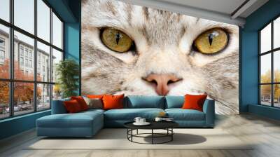 Close up beautiful yellow eyes of tabby cat as background Wall mural