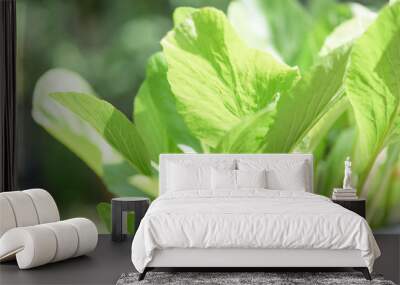 Green background,fresh green Chinese Cabbage-PAI TSAI or Brassica chinensis Jusl var parachinensis (Bailey) in morning sunlight Wall mural