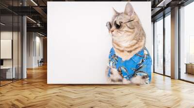 Handsome cat wear sunglasses and blue shirt sit on white floor ready for vacation summer holiday Wall mural