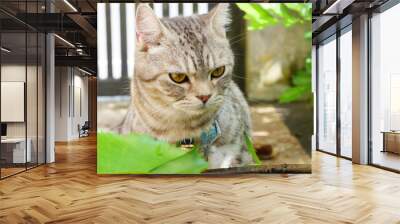 Lovely cute little cat with  beautiful yellow eyes on white sand in garden outdoor Wall mural