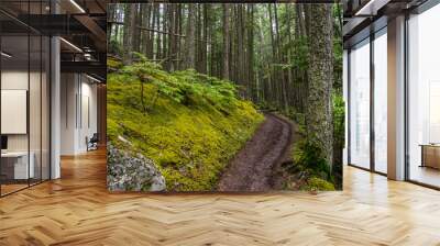 Glacier National Park trails through the forest. Wall mural