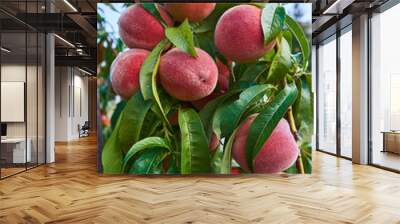 Close up Picture of the red riped peaches on the peach tree or in the organic farming orchard or home garden in summer before be picked up, sweet, delicious, tasty fruits. Wall mural