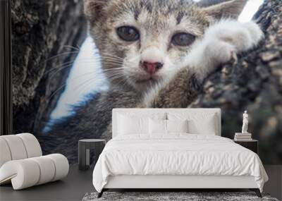 Pity cute kitten on tree Wall mural