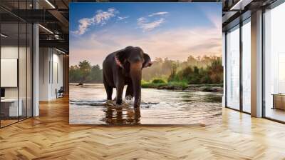 Animal trunk wild water asia nature wildlife asian elephant river mammal Wall mural