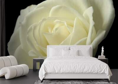 yellow rose 2 Wall mural