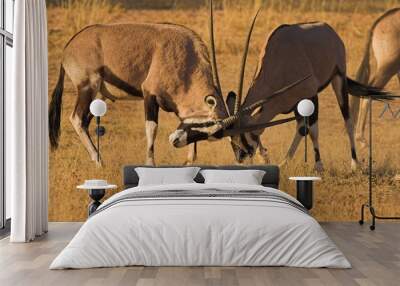 Gemsbok (Oryx gazella) fighting Wall mural