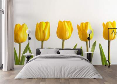 yellow tulips on white background Wall mural