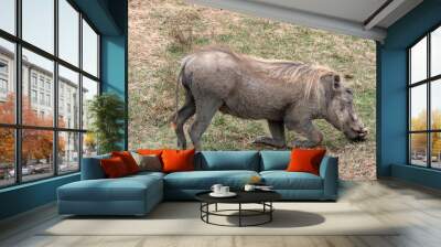 Ngorongoro, Tanzania, October 25, 2023. warthog crouching in the grass to feed Wall mural