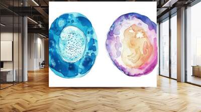 Watercolor representation of two colorful human cells, one blue and one purple, showcasing artistic science illustrations. Wall mural