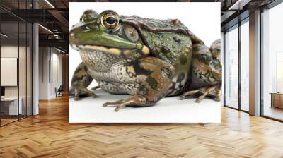 A closeup of a green frog isolated on a white background Wall mural