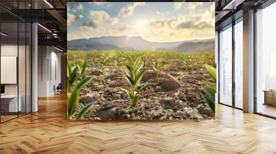 cultivated Desert plant field, earth day concept  Wall mural