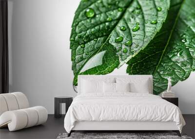 green leaves have water droplets coming out of them. .isolated on white background. Wall mural