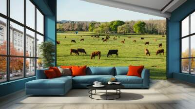 herd of black cattle and brown cows on green pasture over sunset in a rural scenery farm area countryside Wall mural