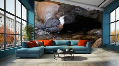 Dipper sitting on a stone in a river Wall mural