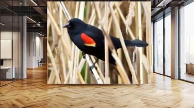 Red wing  blackbird Wall mural