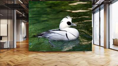 smew Wall mural