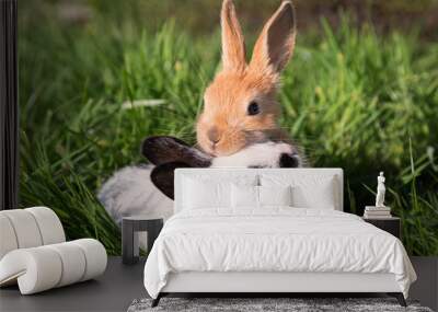 Two Baby Bunnies Playing on Green Grass Wall mural