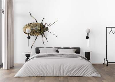 isolated housebug Wall mural