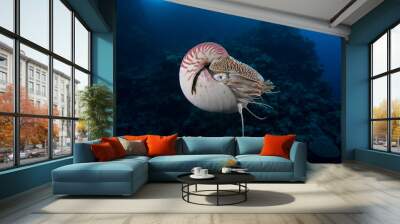 A deep sea Nautilus swims close to a reef Wall mural