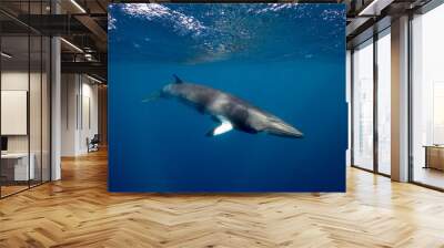 A large Minke Whale swims close to the surface Wall mural