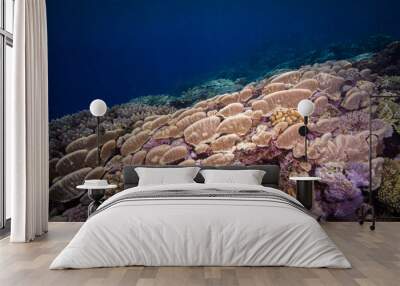 Healthy, colorful corals on the Reef Wall mural