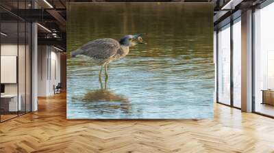 Crowned night heron eating crabs  Wall mural