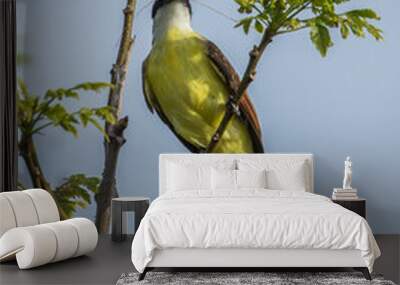 great kiskadee flycatcher bird Wall mural