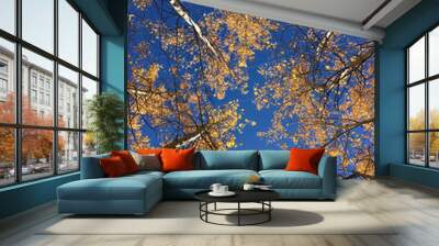 Looking up at a grove of aspen trees with fall colors and deep blue sky in California Wall mural