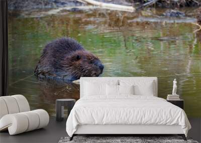 Wild beaver in river wilderness Wall mural