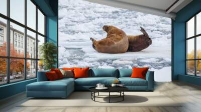 wild walrus swimming in the Arctic Ocean Wall mural