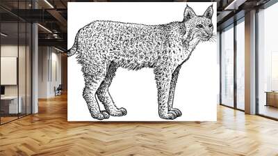 Bobcat, Lynx rufus illustration, drawing, engraving, ink, line art, vector Wall mural