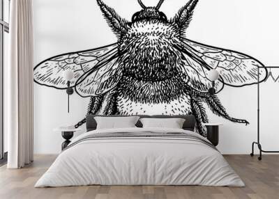 Bumblebee (bombus terrestris) illustration, drawing, engraving, ink, line art, vector Wall mural