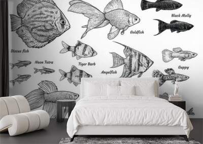 Collection of aquarium fish illustration, drawing, engraving, ink, line art, vector Wall mural