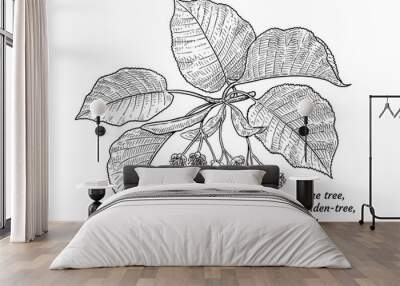 Linden tree flower and leaf illustration, drawing, engraving, ink, line art, vector Wall mural