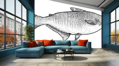 Pangasius fish illustration, drawing, engraving, ink, line art, vector Wall mural