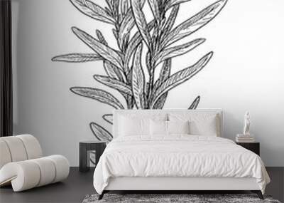 Tarragon illustration, drawing, engraving, ink, line art, vector Wall mural