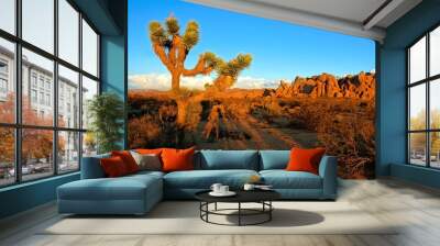 Desert landscape of Joshua Tree National Park at sunset, California, USA Wall mural