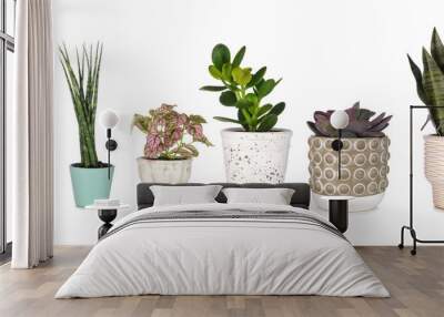 Group of various unique houseplants in pots isolated on a white background Wall mural