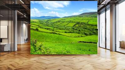 hills of green rural fields in the countryside of ireland. dingle peninsula, county kerry. Wall mural