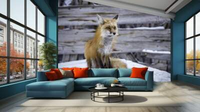 Red Fox in Winter Wall mural