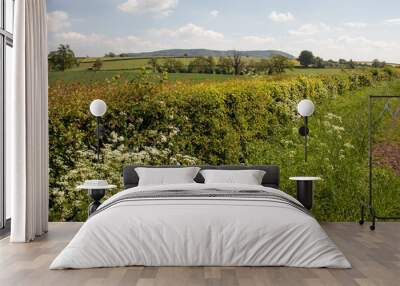 Countryside hedge. Wall mural