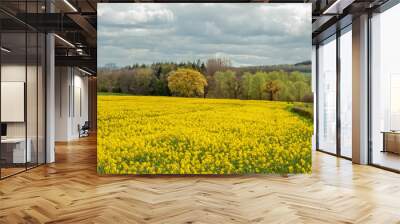 field of yellow flowers Wall mural