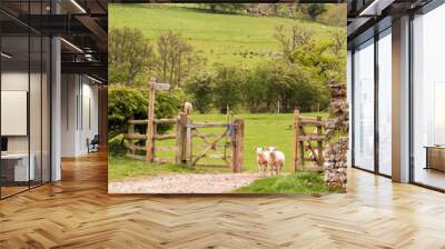 Two lambs waiting at the gate Wall mural