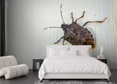 A brown stink bug clings to outdoor siding in the autumn sunlight. Wall mural